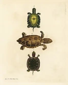 Picta: Painted turtle and loggerhead sea turtle (endangered)