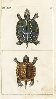 Slider: Painted turtle and yellow-bellied slider