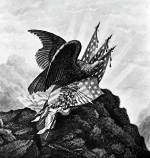 Leucocephalus: Painting Of Eagle Haliaeetus Leucocephalus