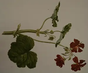 Smyth: Painting of a geranium