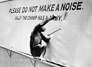 Transparency: Painting monkey