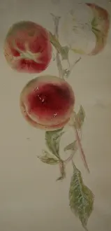 Delicate: Painting of peaches on a branch