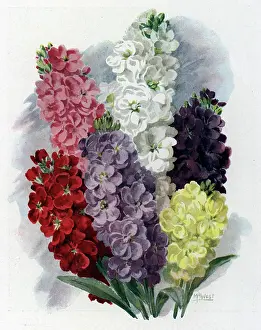 Unwin: Painting of Stocks