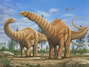 Brontosaurus: A pair of Apatosaurus dinosaurs