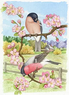 A Pair of Bullfinches on Apple Blossom