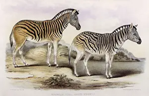 Zebras: A pair of Burchell's Zebras