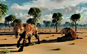 Saber: A pair of carnivorous Sabre-Tooth Tigers