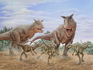 Coniacian: A pair of Carnotaurus dinosaurs chasing a group