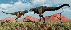 Ceratosaur: A pair of Carnotaurus dinosaurs in a territorial dispute