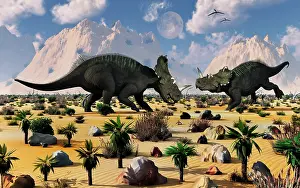 Boulder: A pair of Centrosaurus dinosaurs involved in a territorial ?