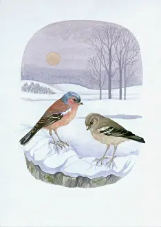 Chaffinches: Pair of Chaffinches ? wintry sun and snow