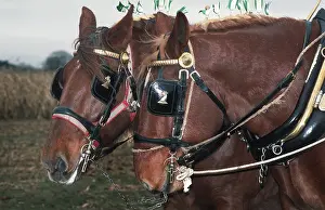 Draught: A pair of chestnut Suffolk Punch working horses in harness