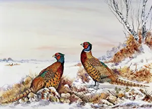 Bowles: Pair of Cock Pheasants in the Snow