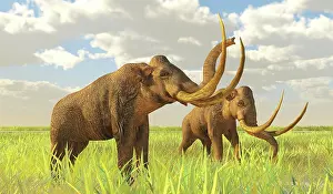 Mastodon: A pair of Columbian mammoths on a grassy plain