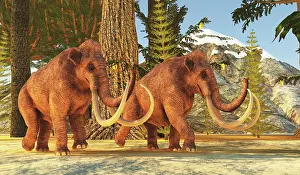 Mastodon: A pair of Columbian mammoths during the Pleistocene