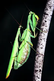 Cannibalism: A Pair of Copulating Praying Mantis Insects