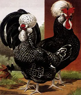 Hens: Pair of Creve Coeurs