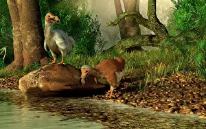 Pigeon: A pair of Dodo birds drinking at a river