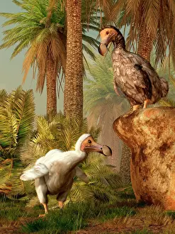 Searching: A pair of Dodo birds play a game of hide-and-seek