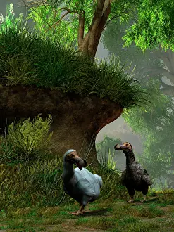Pigeon: A pair of Dodo birds waddle along a forest path