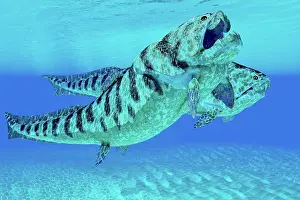 Placoderm: A pair of Dunkleosteus fish swimming together