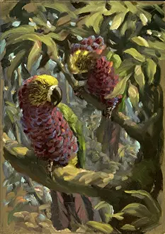 Parrots: A pair of exotic parrots