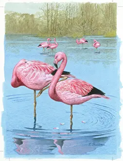 Andean: Pair of Flamingos with others behind