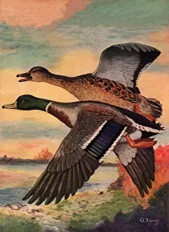 Closely: Pair of Flying Mallards