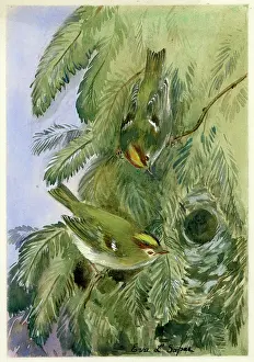 A pair of Goldcrests