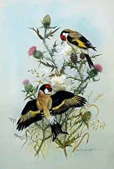 Babington: Pair of Goldfinches on Thistle