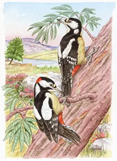 Woodpeckers: A Pair of Great Spotted Woodpeckers