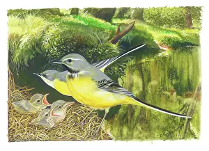 Fledglings: Pair of grey wagtails and three fledglings