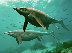 Ichthyosaur: A pair of Guanlingsaurus swimming underwater