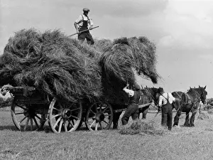 Haywain: PAIR-HORSE HAYWAIN