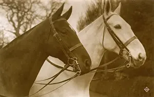 Bridles: Pair of Show Horses or Hunters