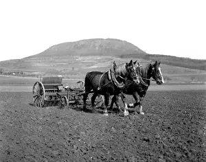 Hora: Pair of horses work on field near Rip Mountain