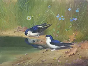 Martins: A Pair of House Martins