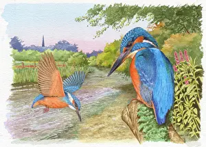 Kingfishers: Pair of Kingfishers by a River