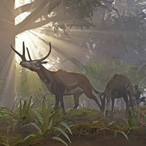 Buck: A pair of Kyptoceras foraging through the forest