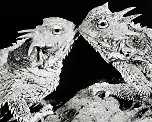 Smack: Pair of Lizards Kissing