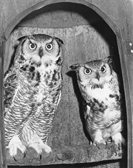 Talons: A pair of long-eared owls