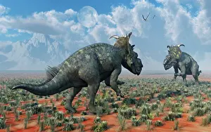 Pachyrhinosaurus: A pair of male Pachyrhinosaurus sizing each other up