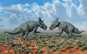 Pachyrhinosaurus: A pair of male Pachyrhinosaurus sizing each other up