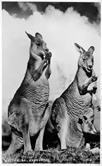 Kangaroos: A pair of native Australian Kangaroos