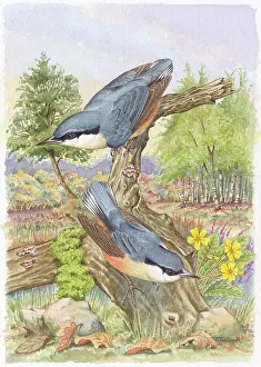 Birches: A Pair of Nuthatches in a forest clearing