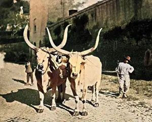 Cobblestones: Pair of oxen in a street near Rome, Italy