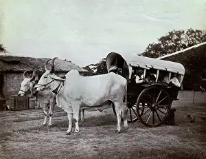 Yoked: A pair of oxen yoked