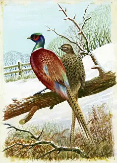 Pheasants: A pair of pheasants in the snow