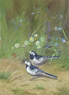 Rickman: A pair of pied wagtails