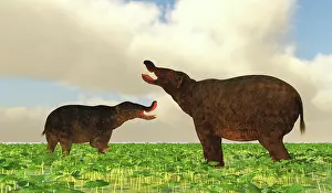 Disagreement: A pair of Platybelodon dinosaurs confront each